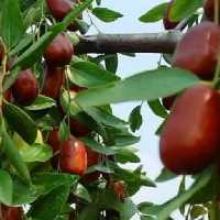 محصولات خانگی مروارید سرخ قائنات