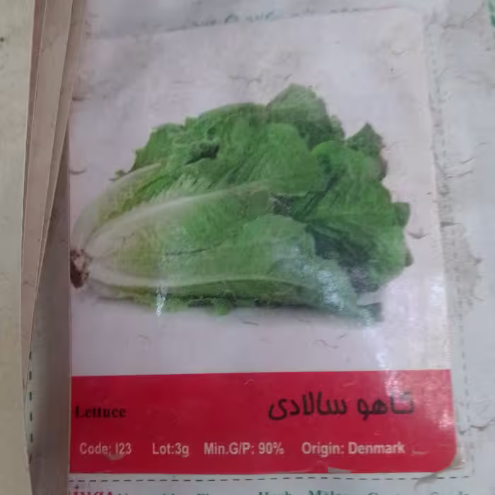 بذر کاهو سالادی