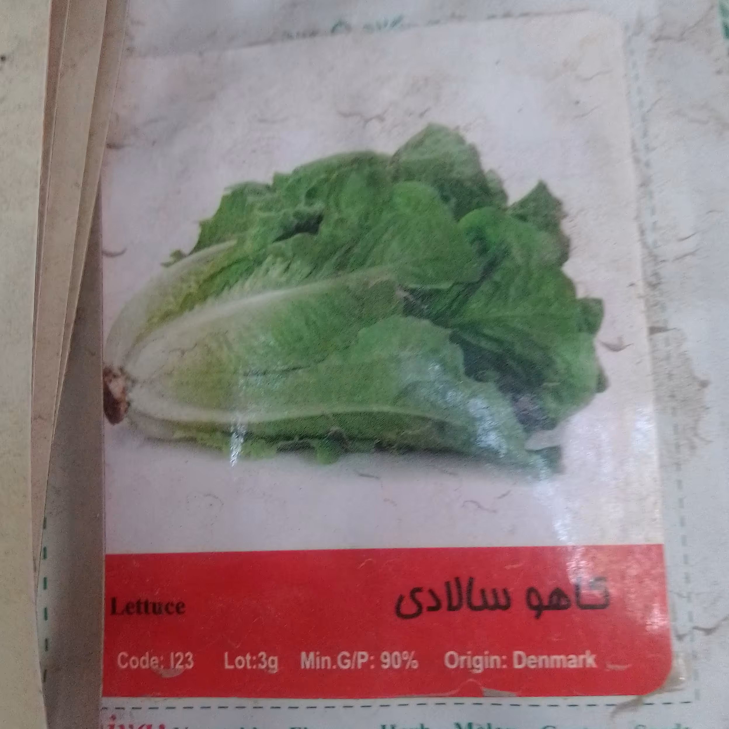 بذر کاهو سالادی