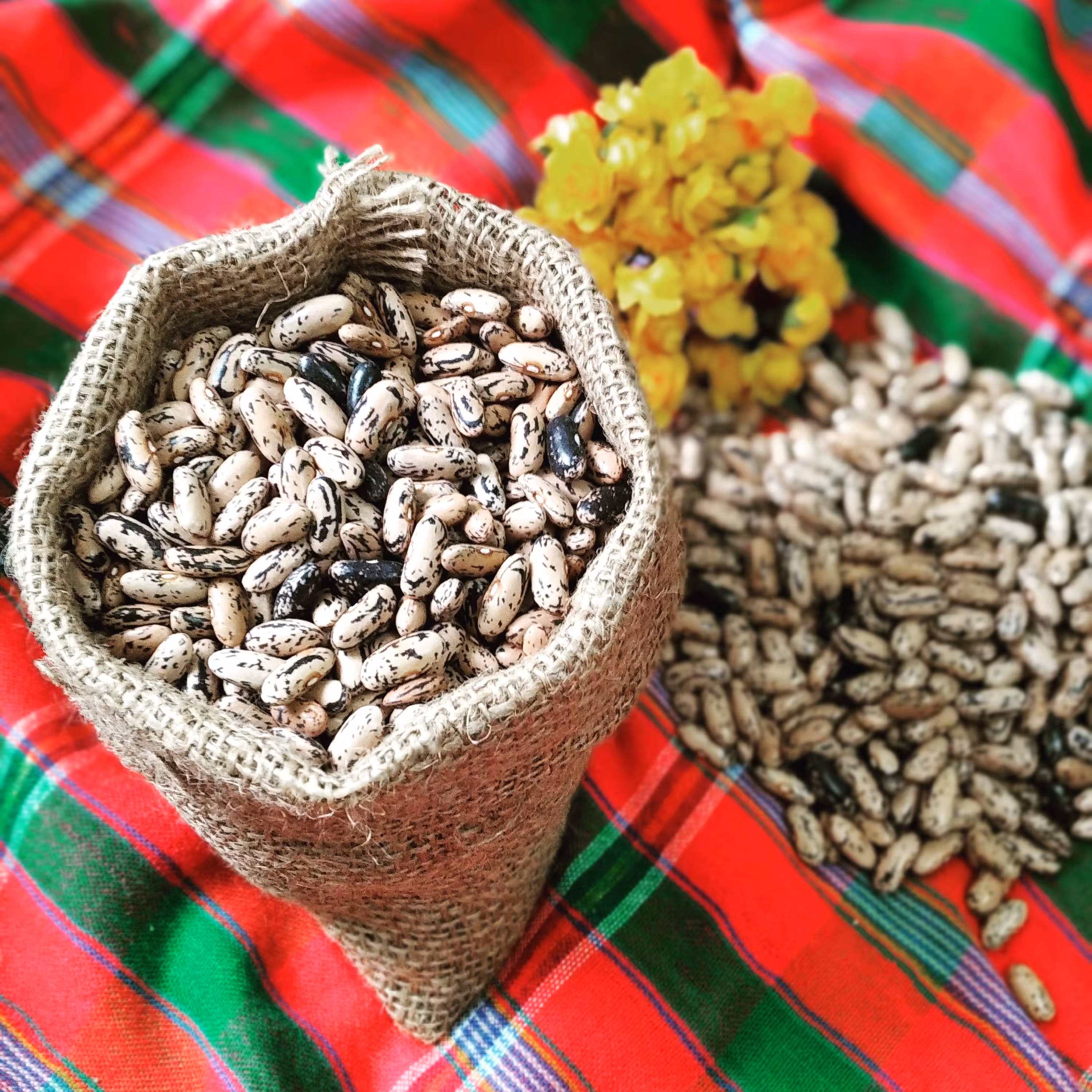 لوبیا سیاه،محصول1402،مناسب انواع خوراک لوبیا،برند تراوا،محصول گیلان زمین