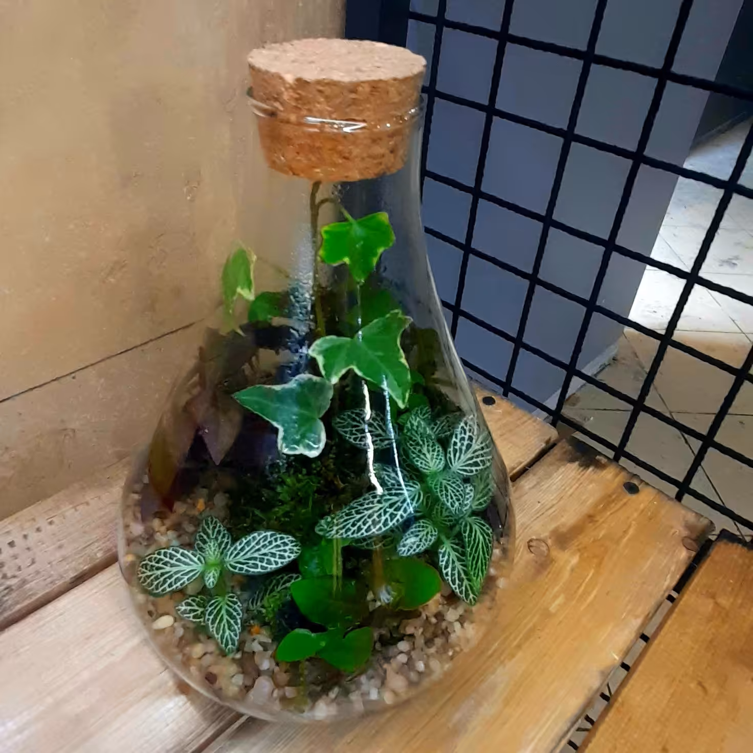 تراریوم کوزه ای