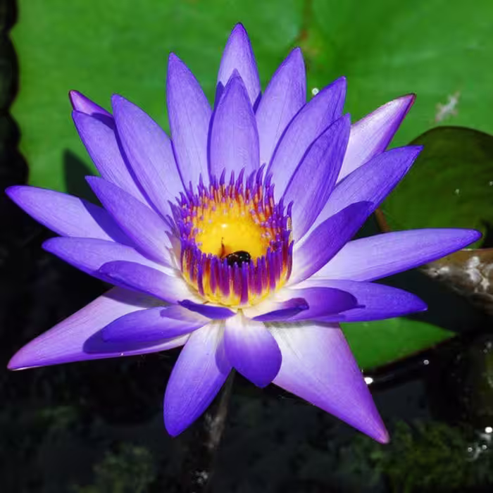 بذر نیلوفر  آبی الوان (یک عدد )کد3