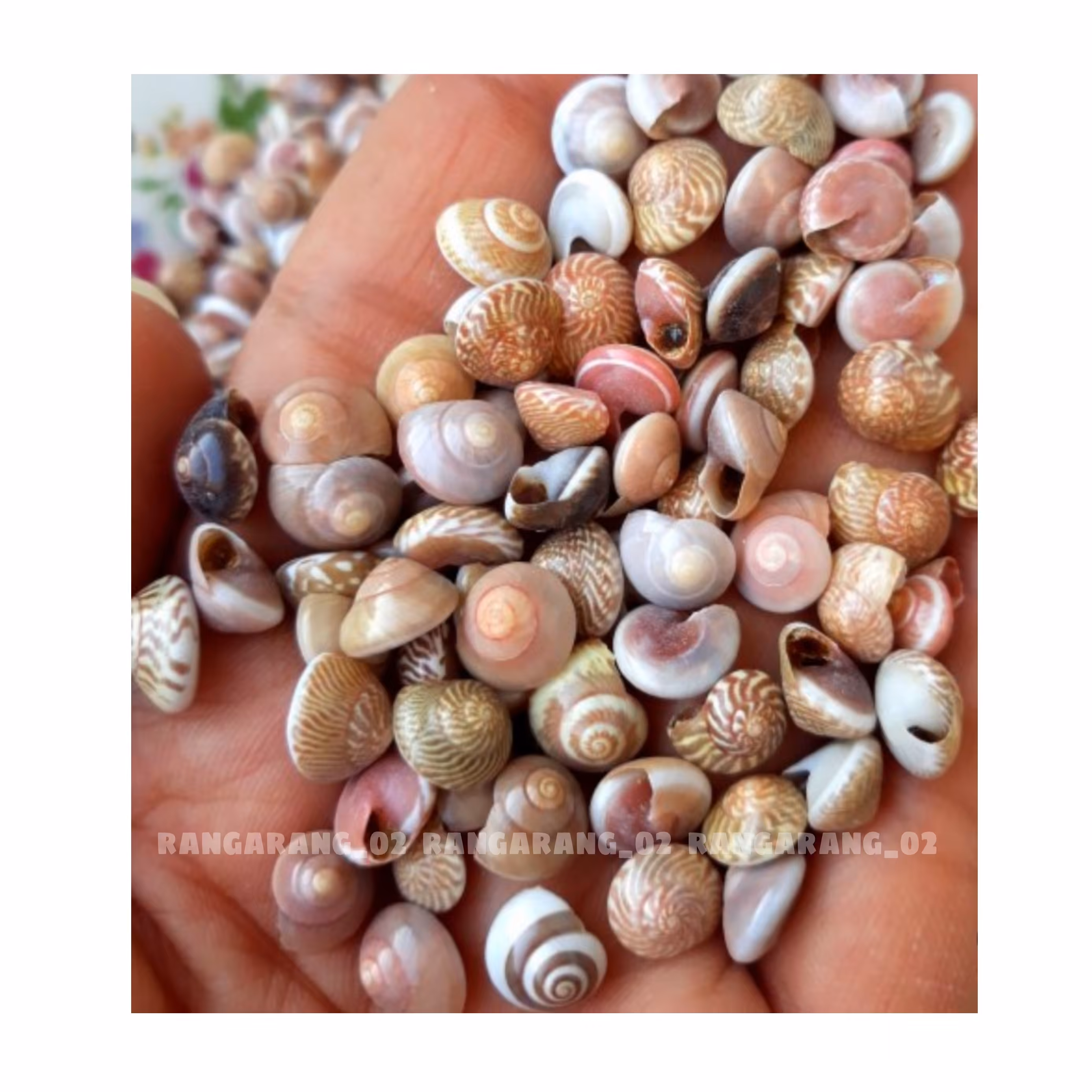 صدف ریز رنگی