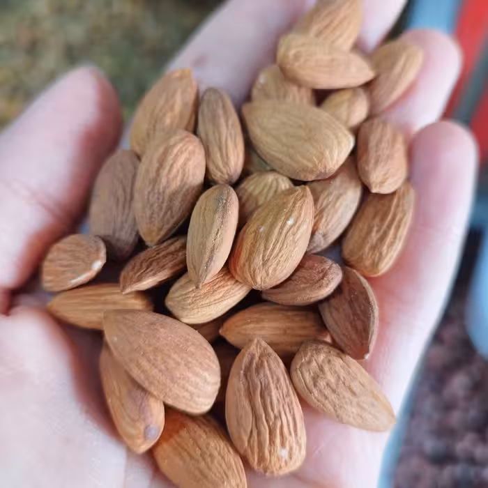 مغز بادام درختی زرین خام(یک کیلو) ارسال رایگان 