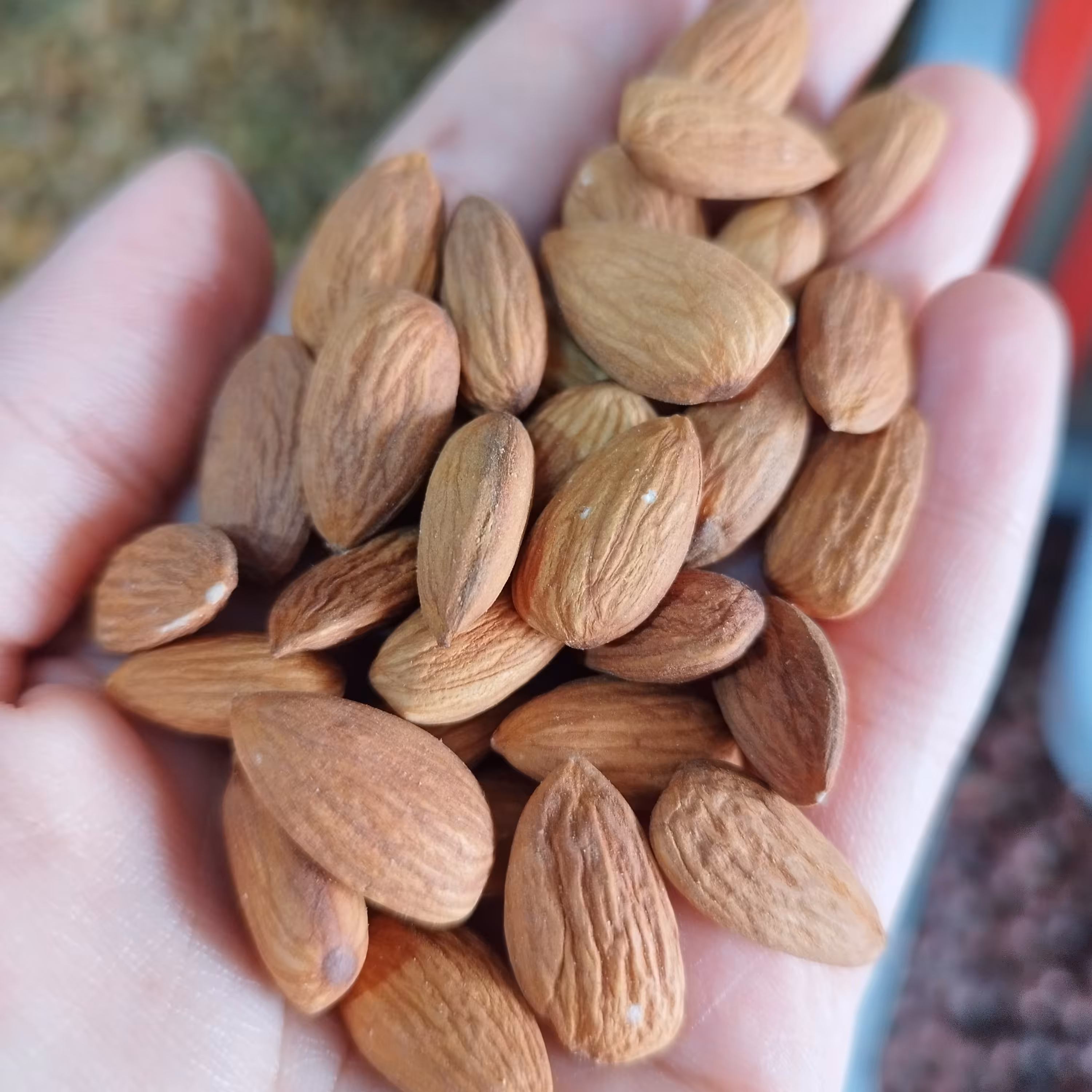 مغز بادام درختی زرین خام(یک کیلو) ارسال رایگان 