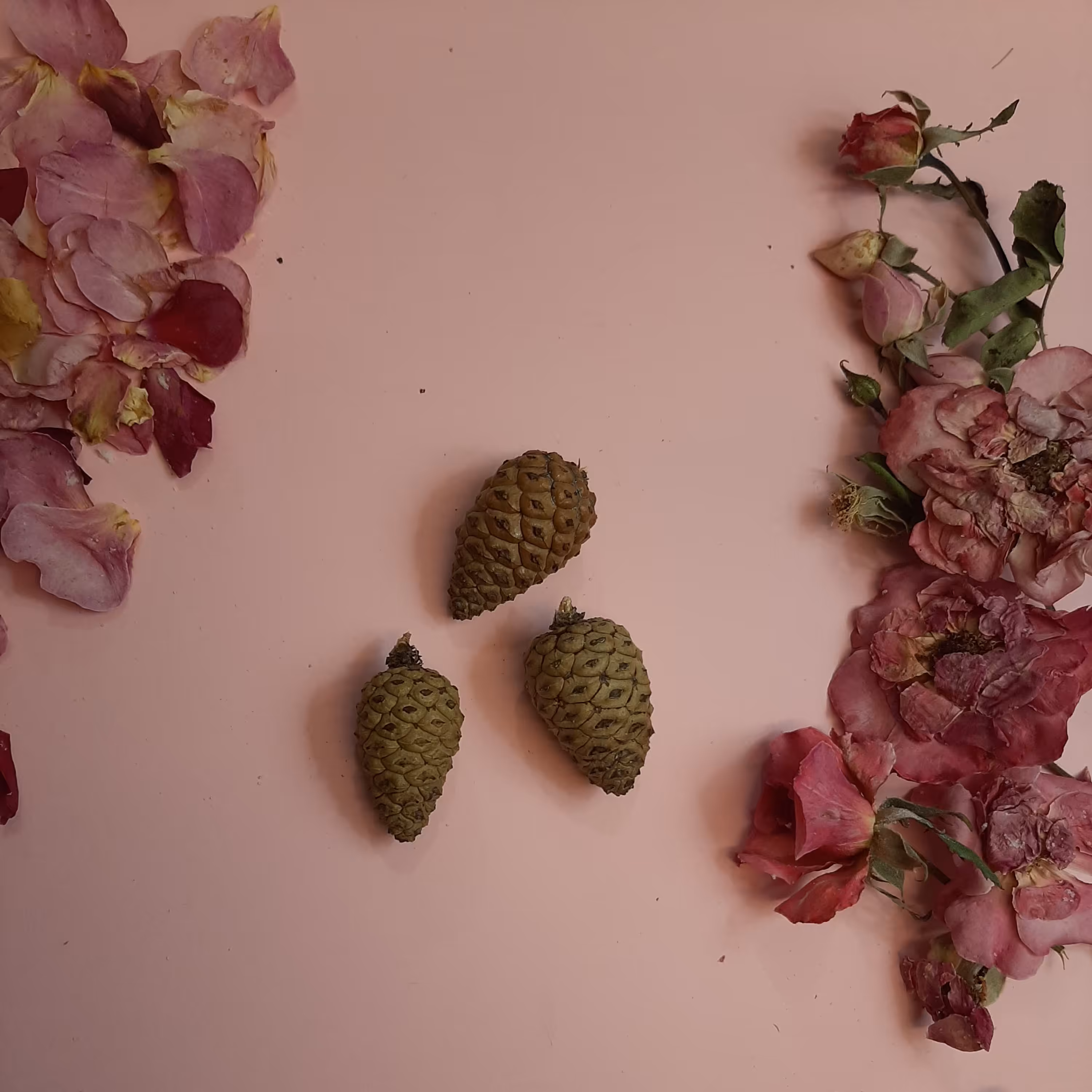 میوه ی درخت کاج بسته در اندازه ی کوچک