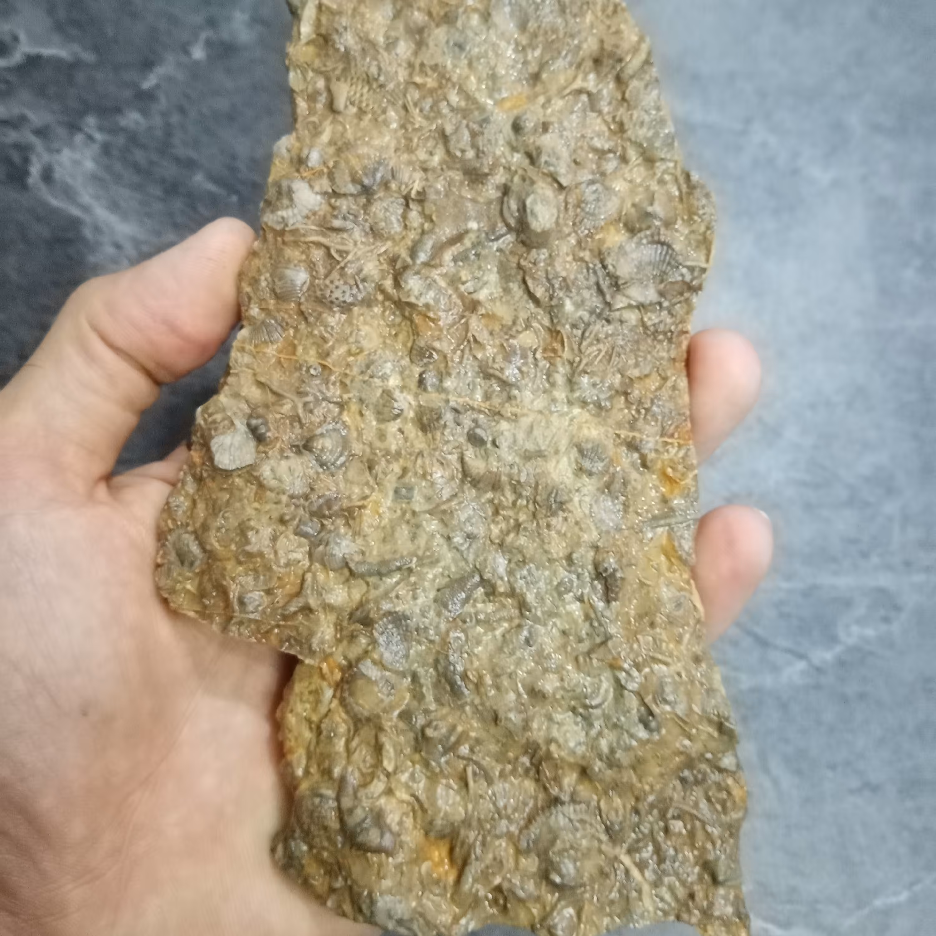 سنگ زینتی فسیل دندریتی زیبا با  ابعاد بزرگ 