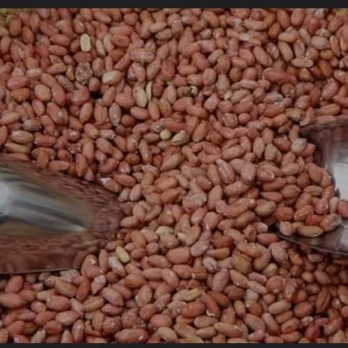 بادام  زمینی محلی محصول 1402(یک کیلو)(پسکرایه)