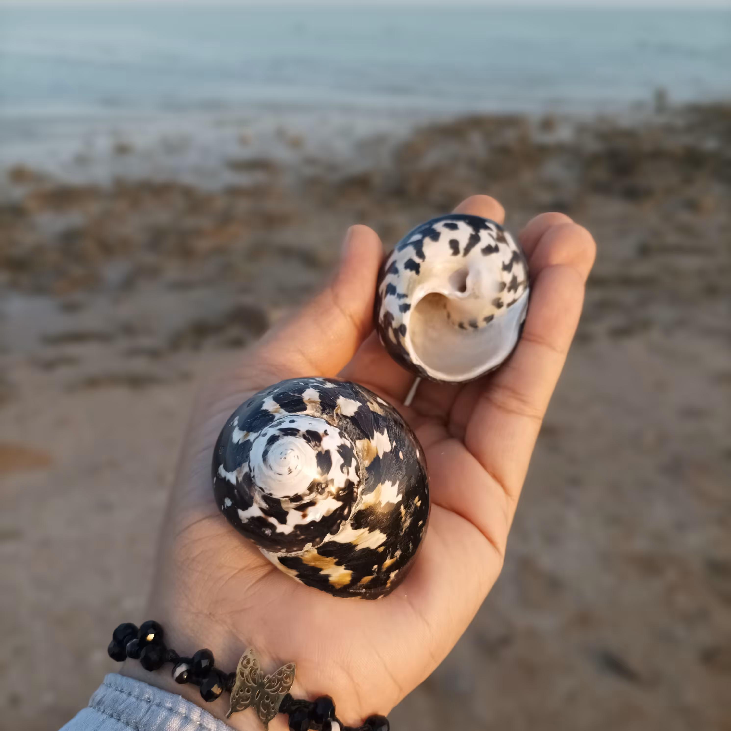 حلزون زیبای وارداتی مناسب دکوری و کلکسیون 