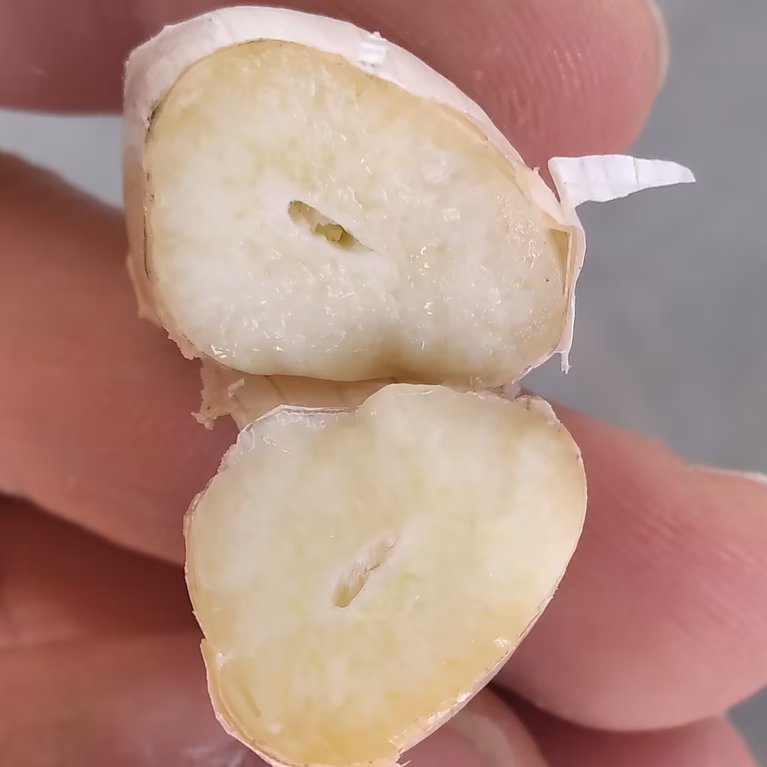 سیر حبه