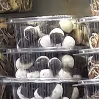 کشک قره قورتی 330 گرمی