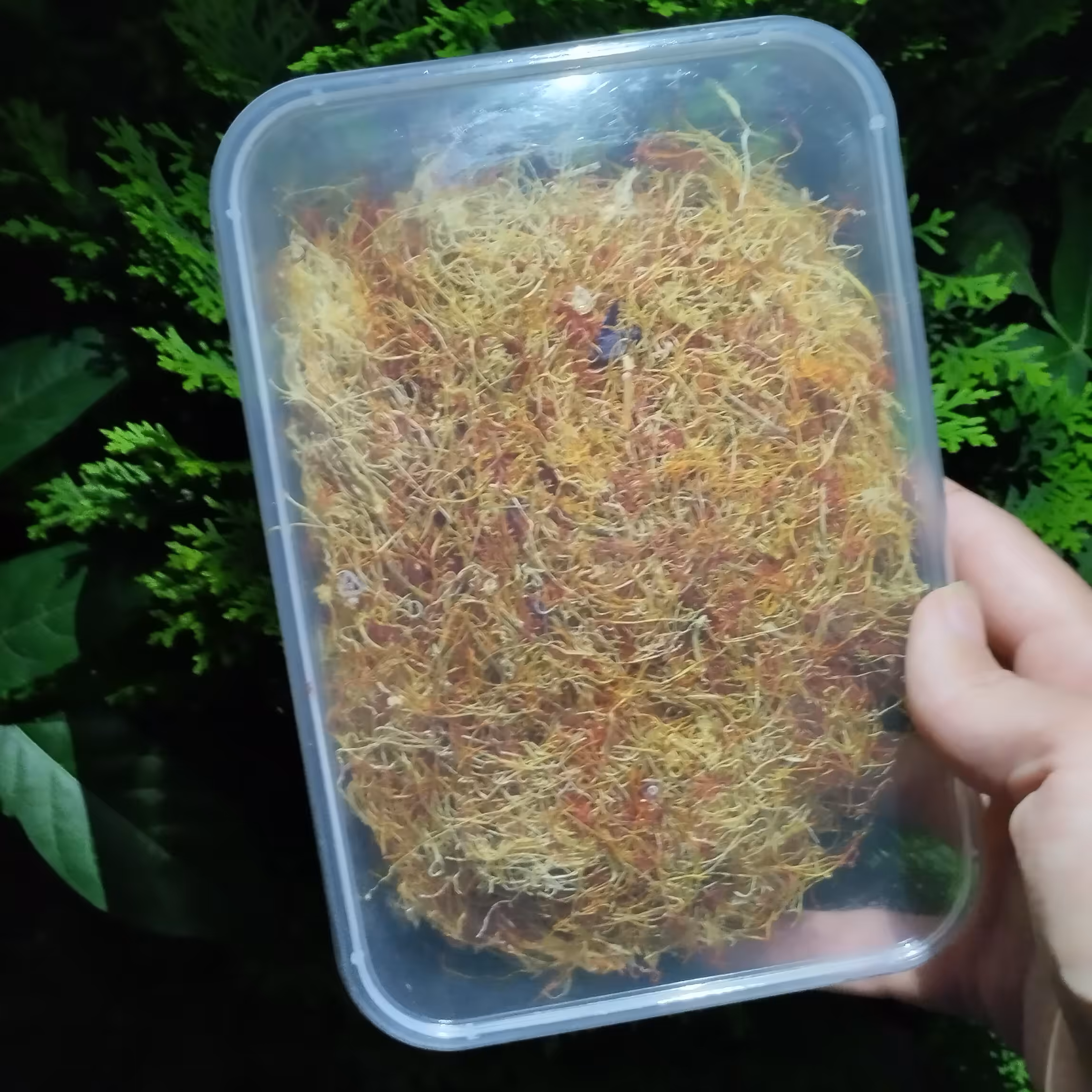 ریشه زعفران