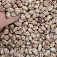 لوبیا چیتی دستچین 