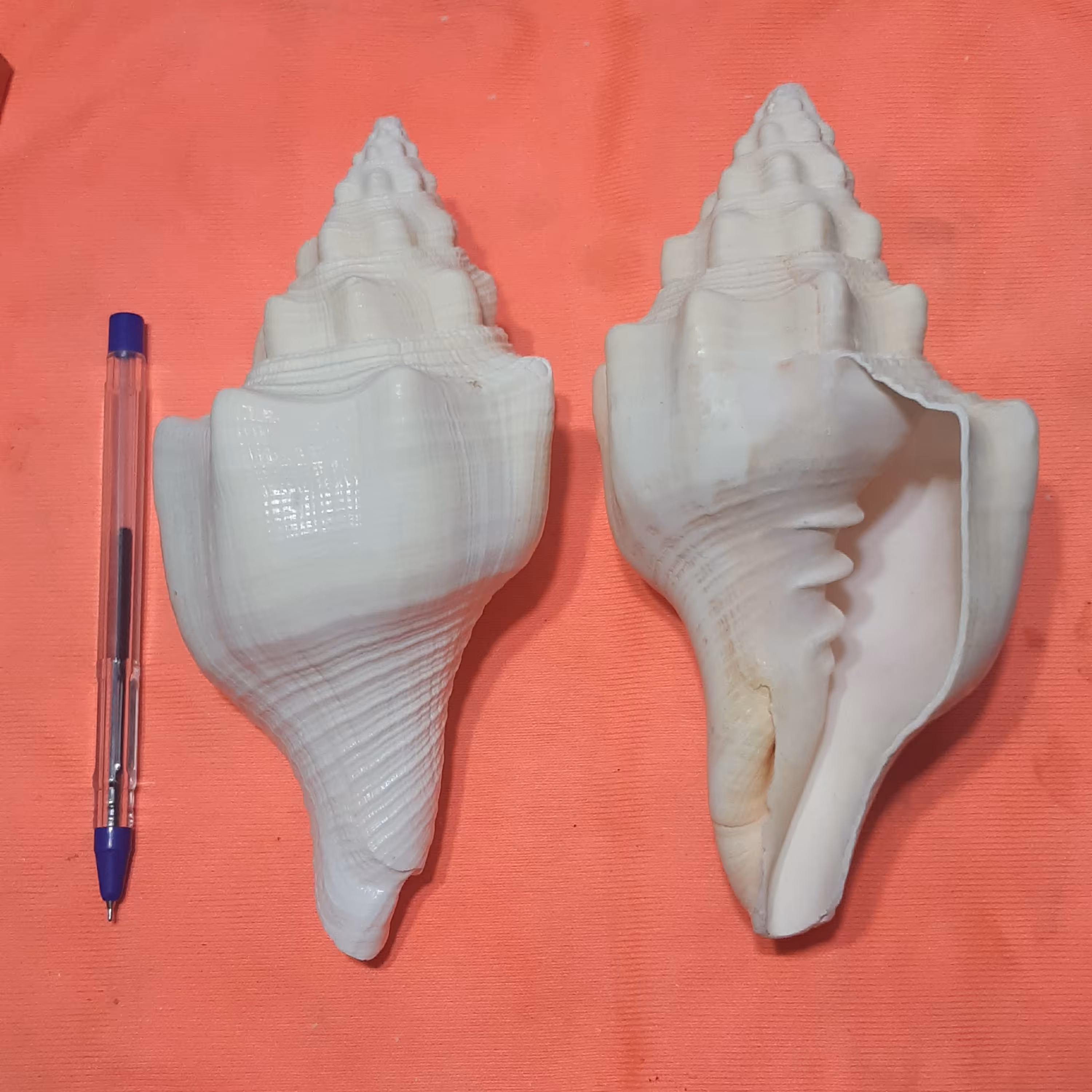 صدف شاه قلی سفید