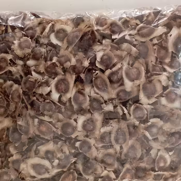 بذر مورینگا