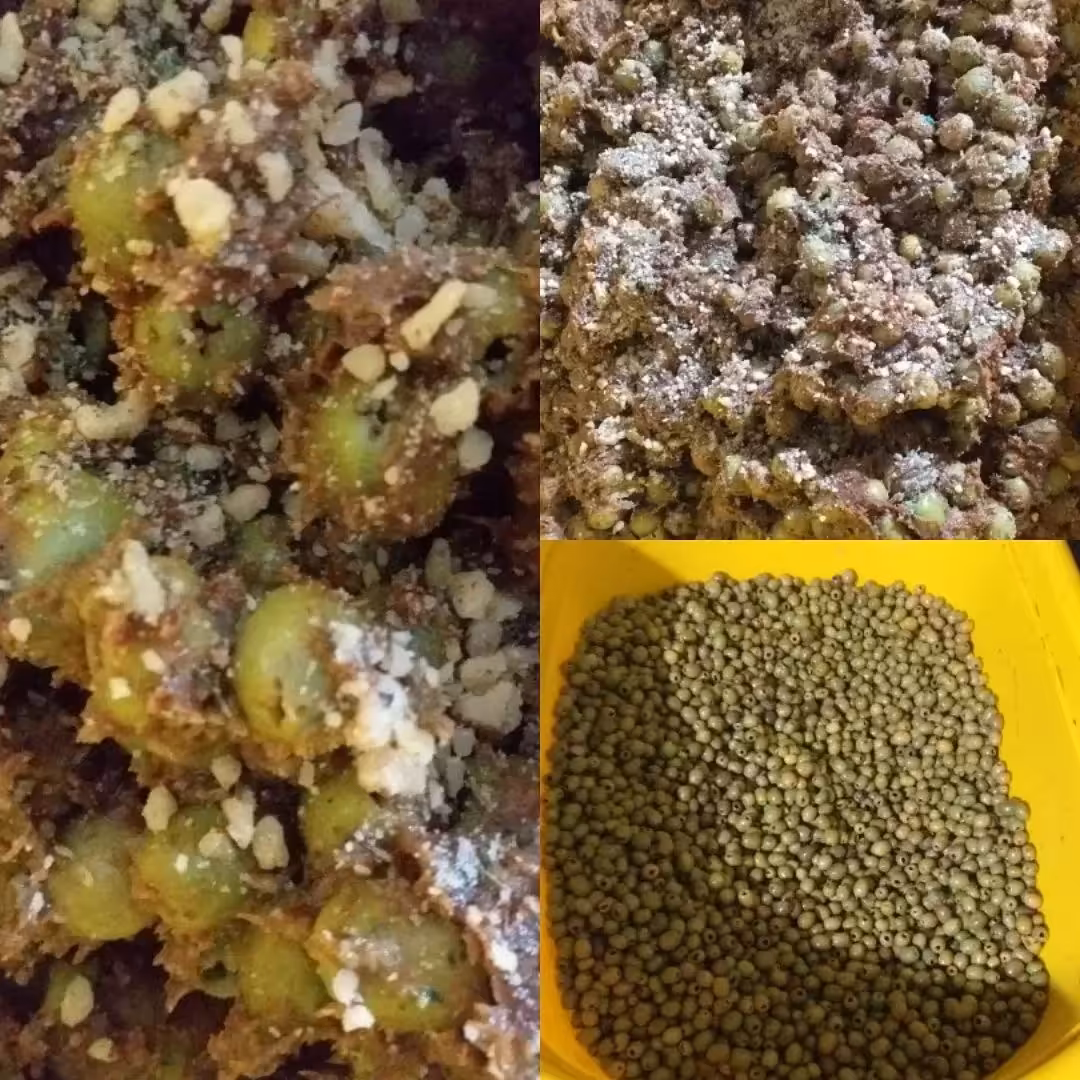 زیتون پرورده مخصوص خانگی 1کیلویی (ارسال رایگان)