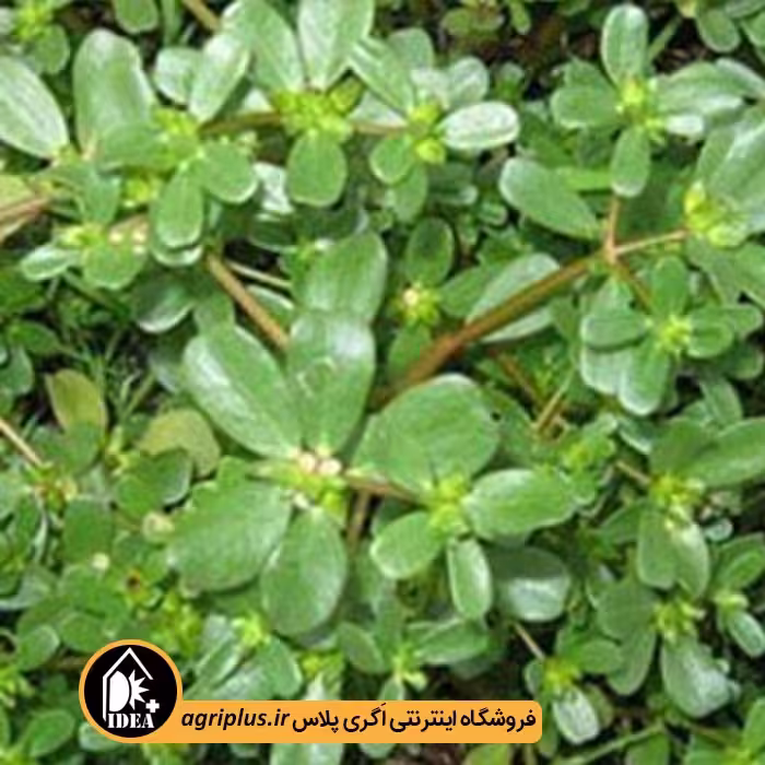 بذر خرفه