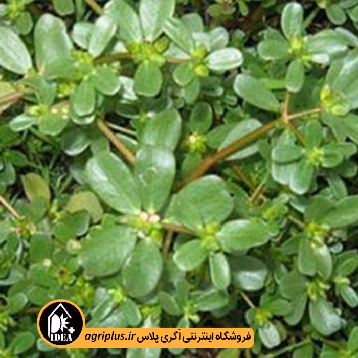 بذر خرفه