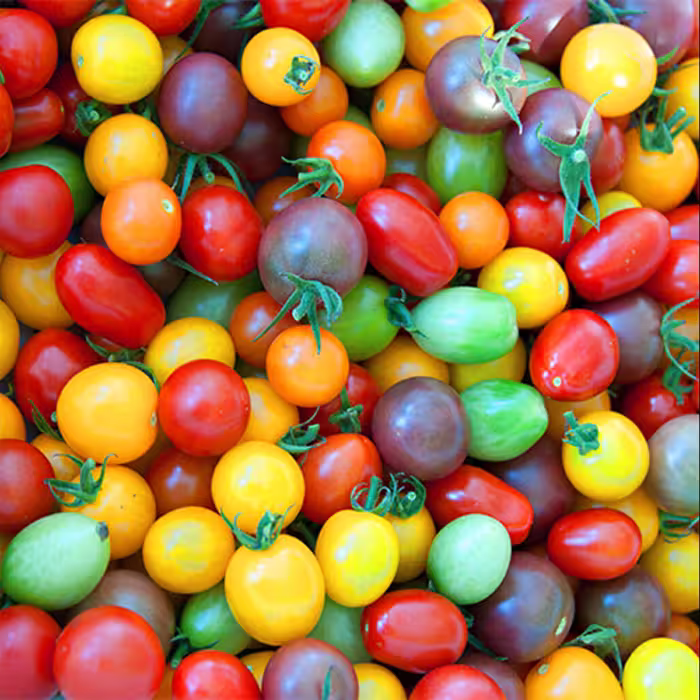 بذر گوجه چری میکس