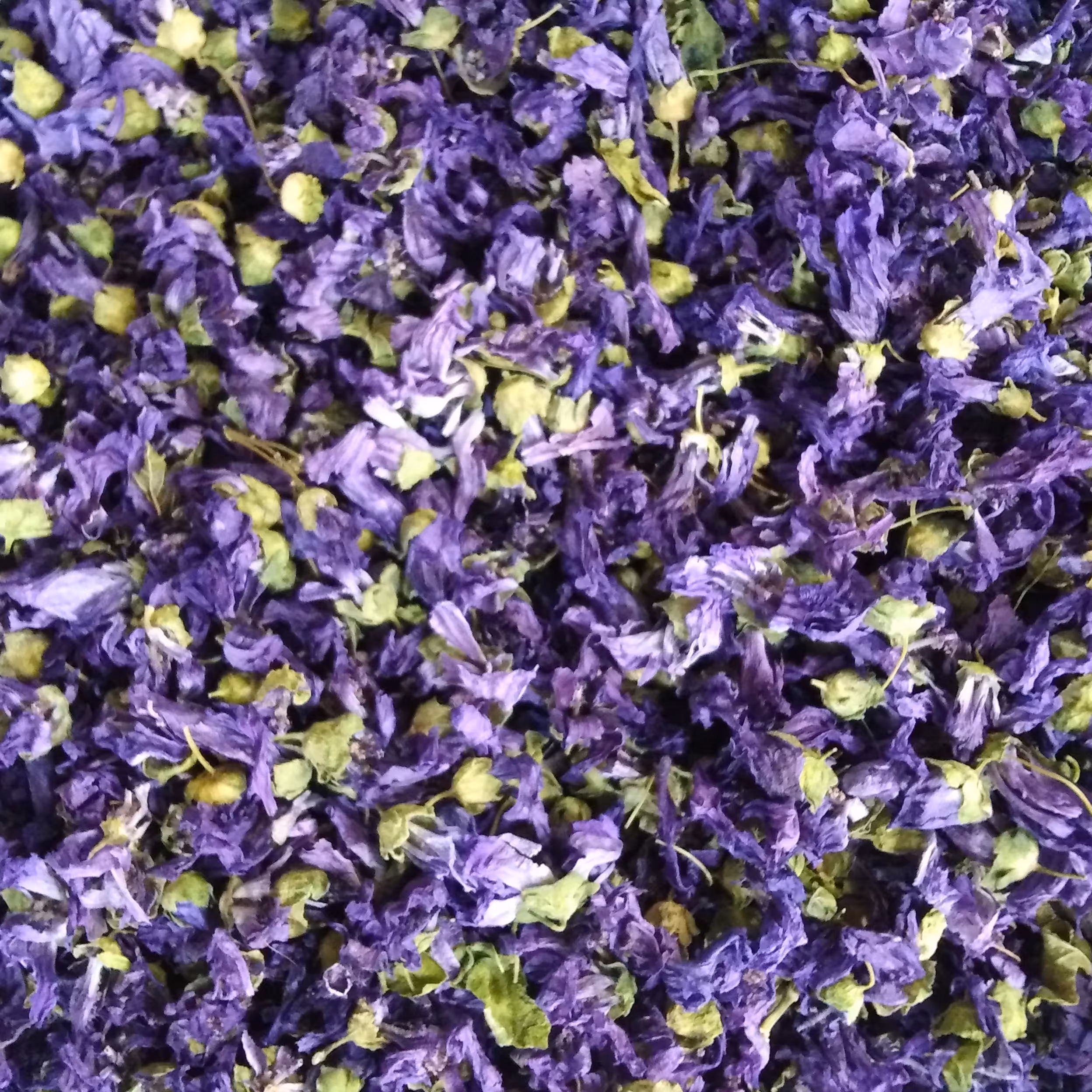 پنیرک خبازی