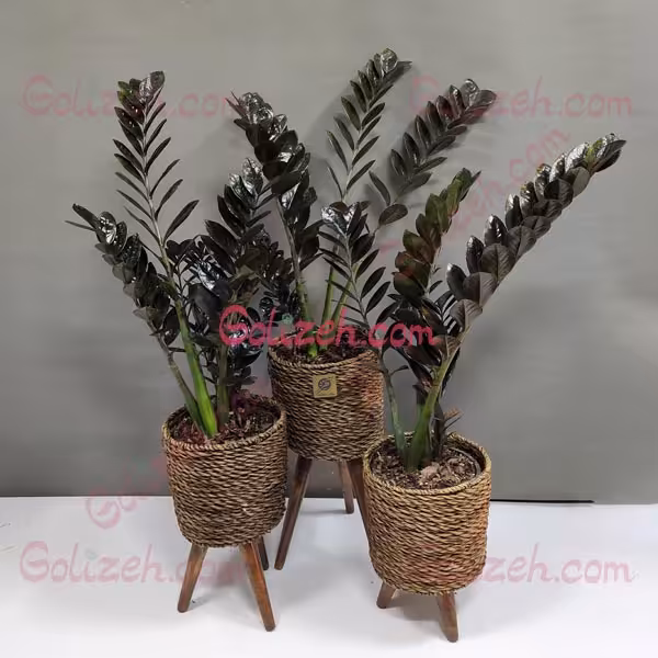 زاموفیلیا بلک ست گلدان حصیری