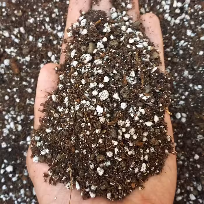 خاک حرفه ای گیاه هویا (پس کرایه)