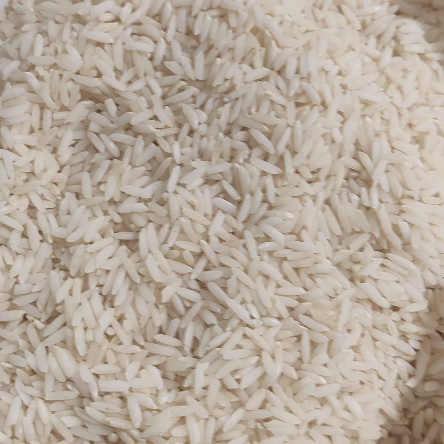 برنج  میانه 