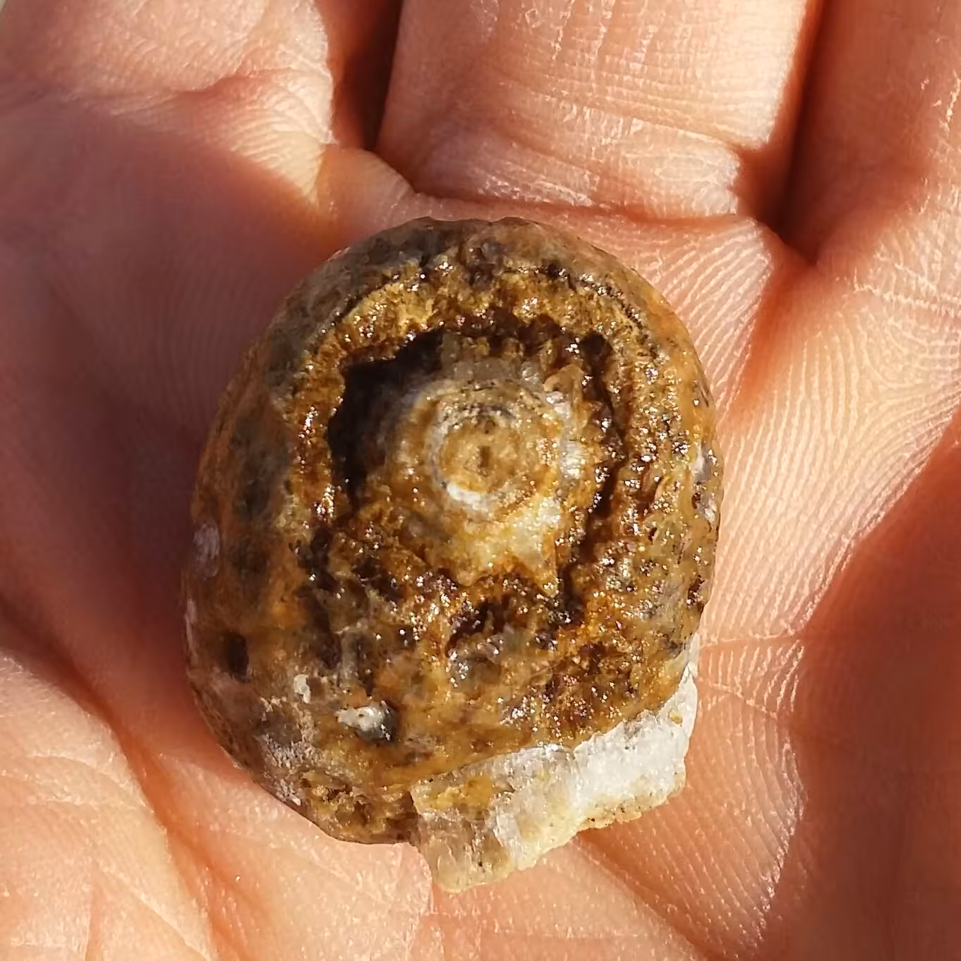 سنگ راف حبه عقیق باباقوری تک چشم قدمت دار کهنه موکول دار رحمانی قوی خارق العاده شاهکار خلقت 100 در 100 طبیعی
کد 9158