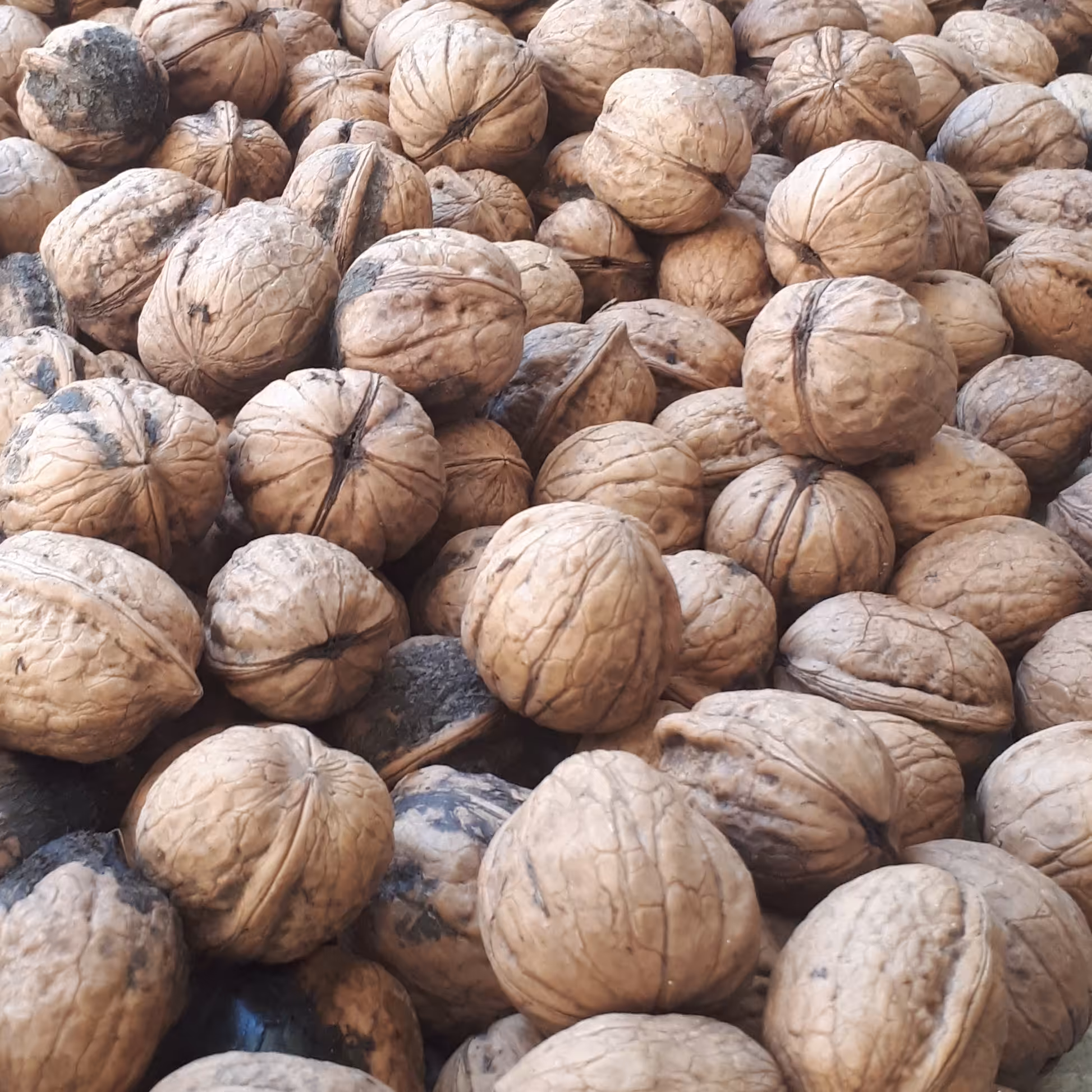 گردو تازه(خوشمزه و مغز سفید)روستای خلیفه کندی اطراف ساوه