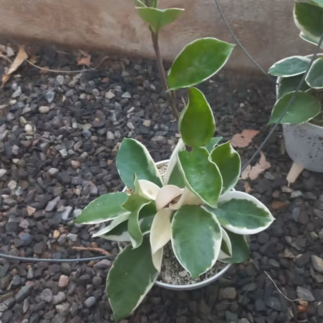 هویا کارنوزا ابلق اسم دیگه اون کریمسون کویین ریشه عالی و در رشد گلدانهای سه بوته ای