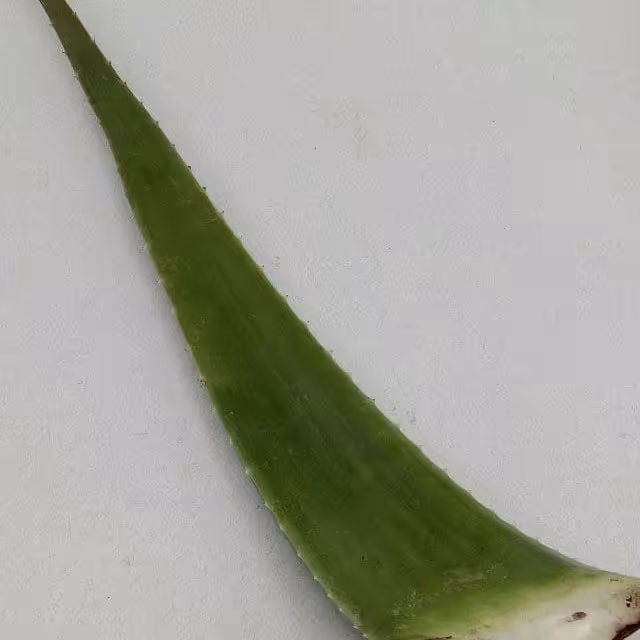 الورا طبیعی وسالم