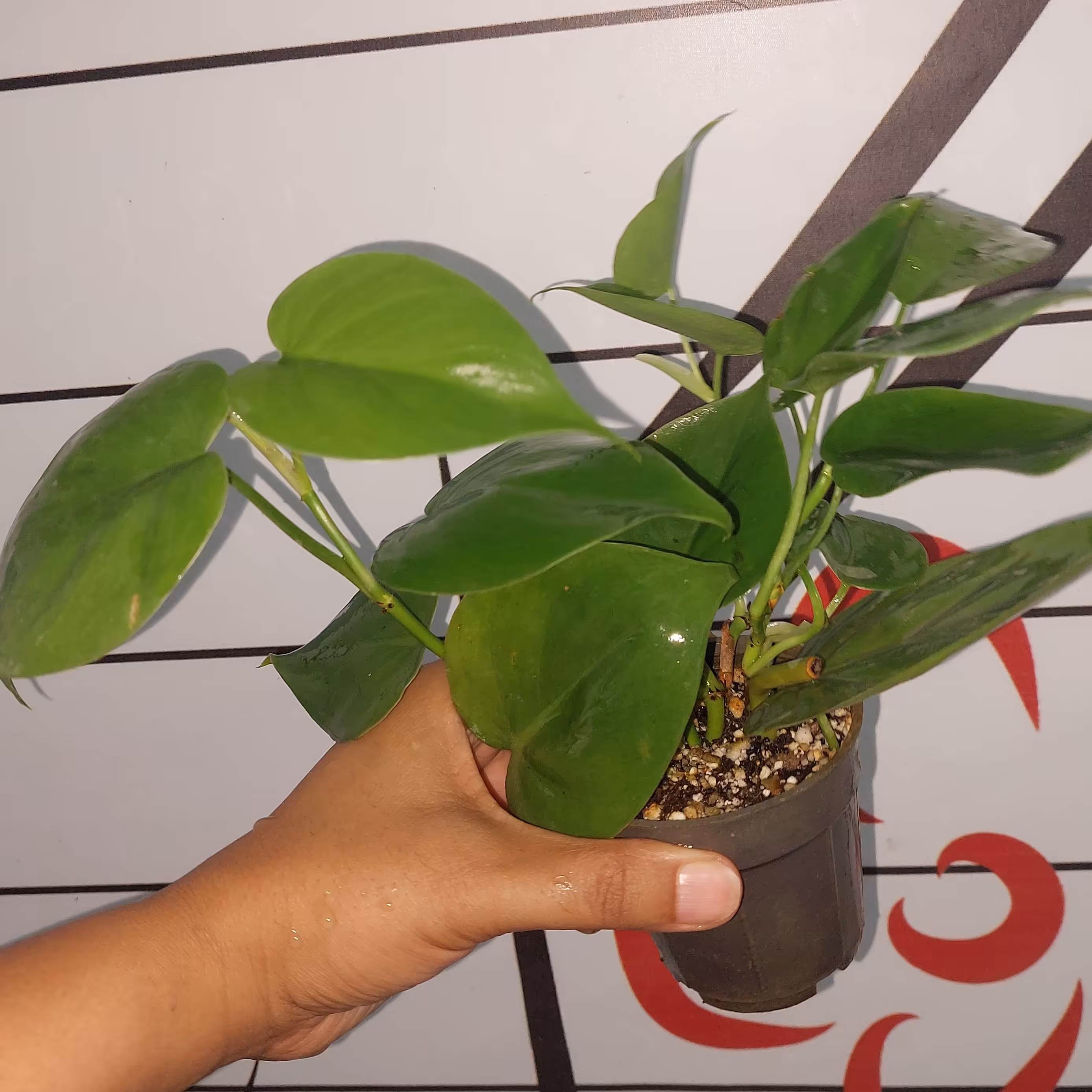 اسکاندیس سبز پس کرایه