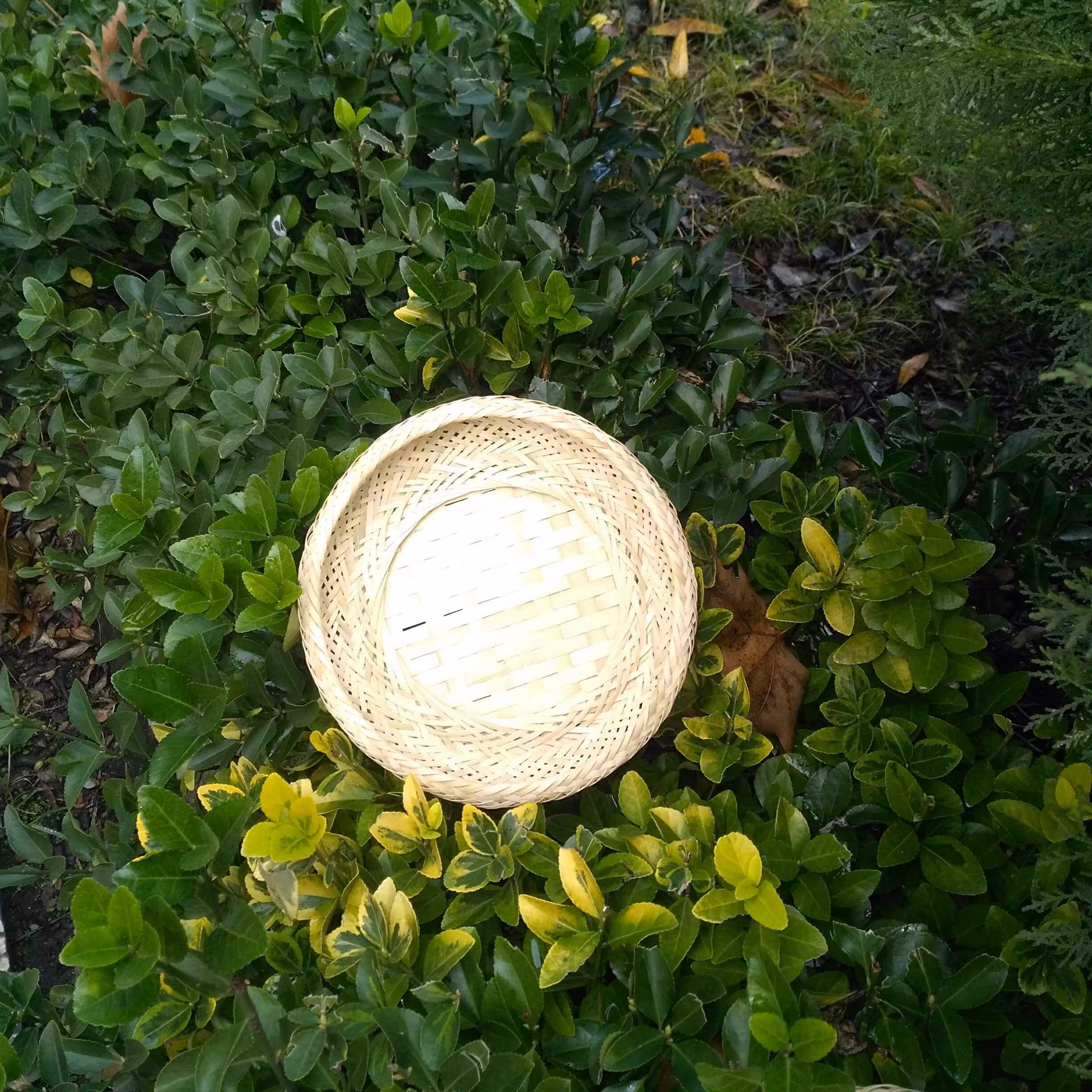 سبد نان و شیرینی حصیری (بامبو)