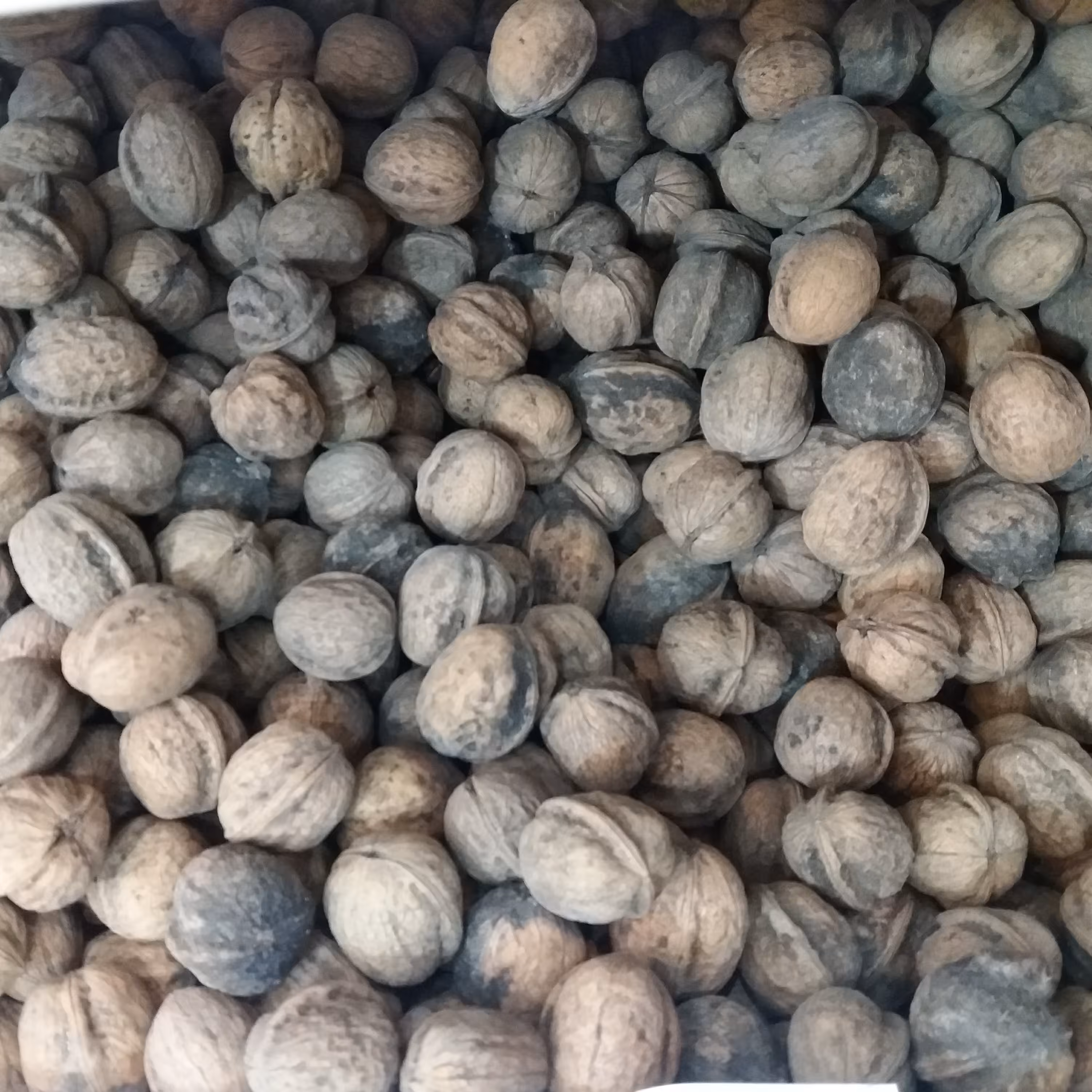 گردو ایرانی(یک کیلو گرم)