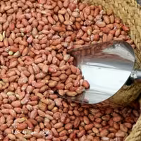 بادام زمینی درشت و کم نمک آستانه اشرفیه (450 گرمی)