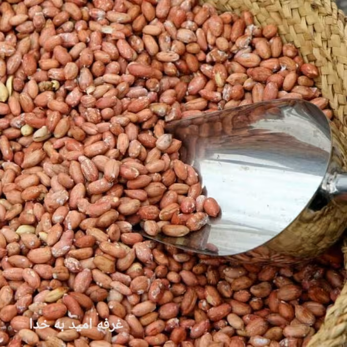 بادام زمینی درشت و کم نمک آستانه اشرفیه (450 گرمی)