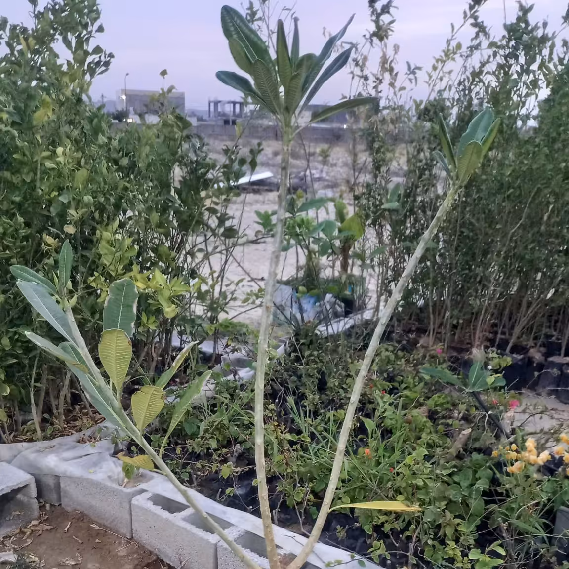 قلمه گل پرملیا 