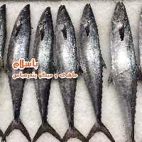 ماهی شیر سایز بزرگ-( 3 کیلو گرم ) 