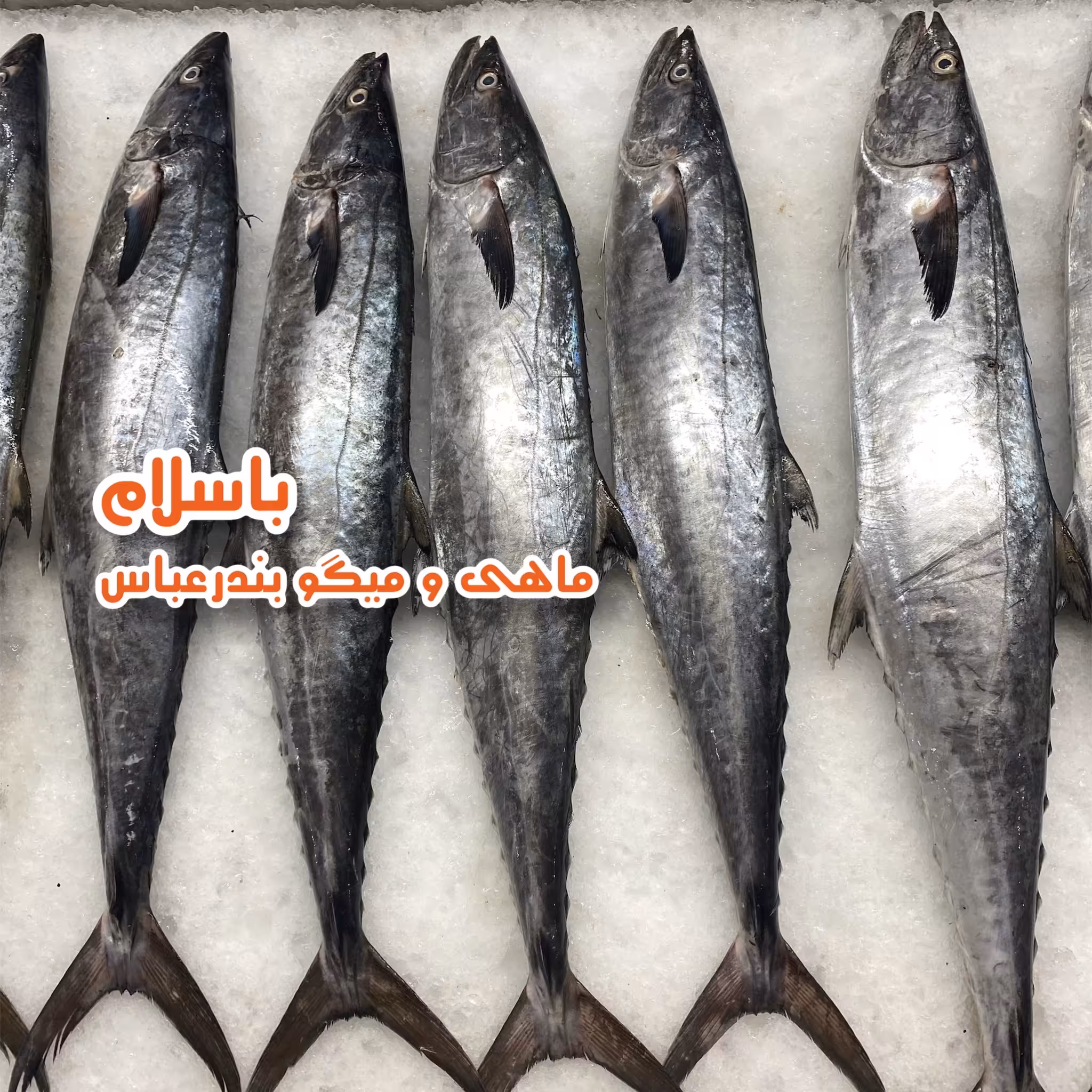 ماهی شیر سایز بزرگ-( 3 کیلو گرم ) 