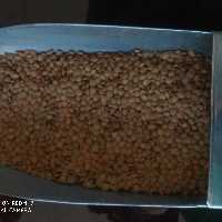 عدس درشت