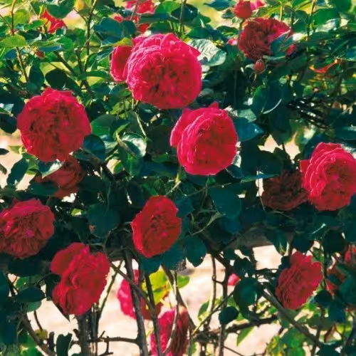 گل رز رونده امپریال معطر بزرگ