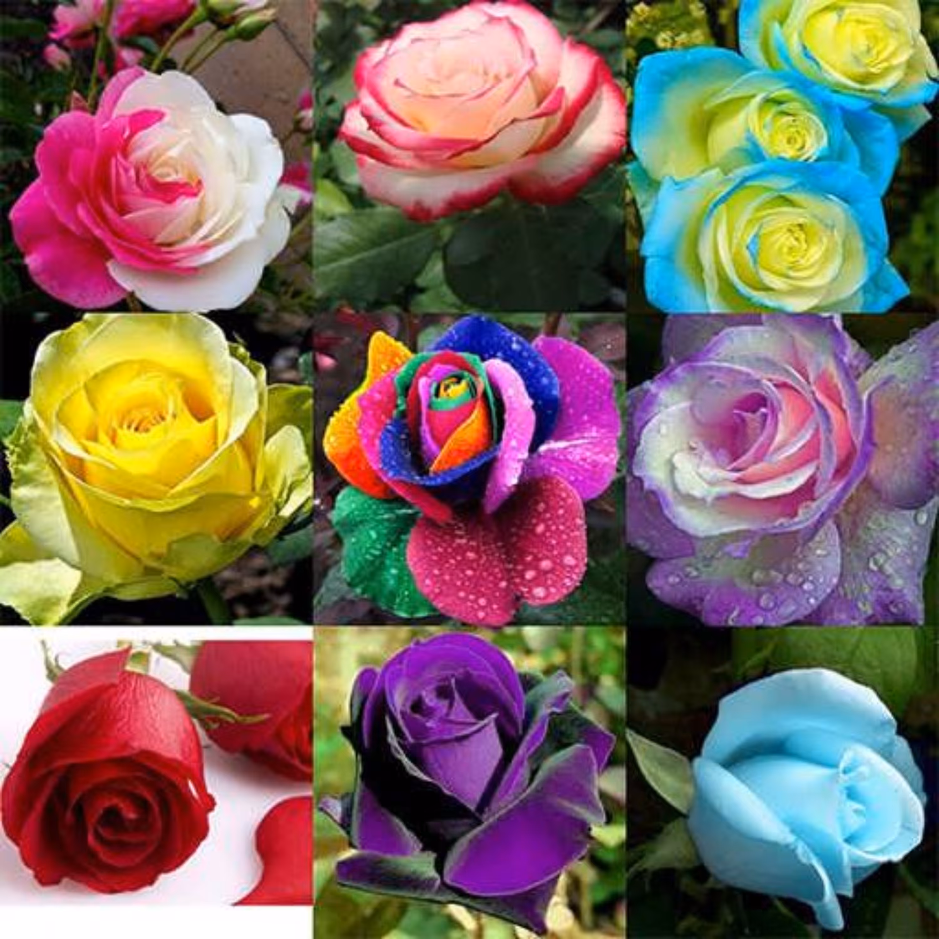 بذر گل رز 9رنگ میکس 10 عددی 