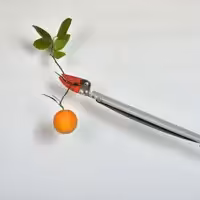 قیچی باغبانی (میوه چین) دسته بلند(دو متری) بدون اره شاخه بر (پس کرایه)