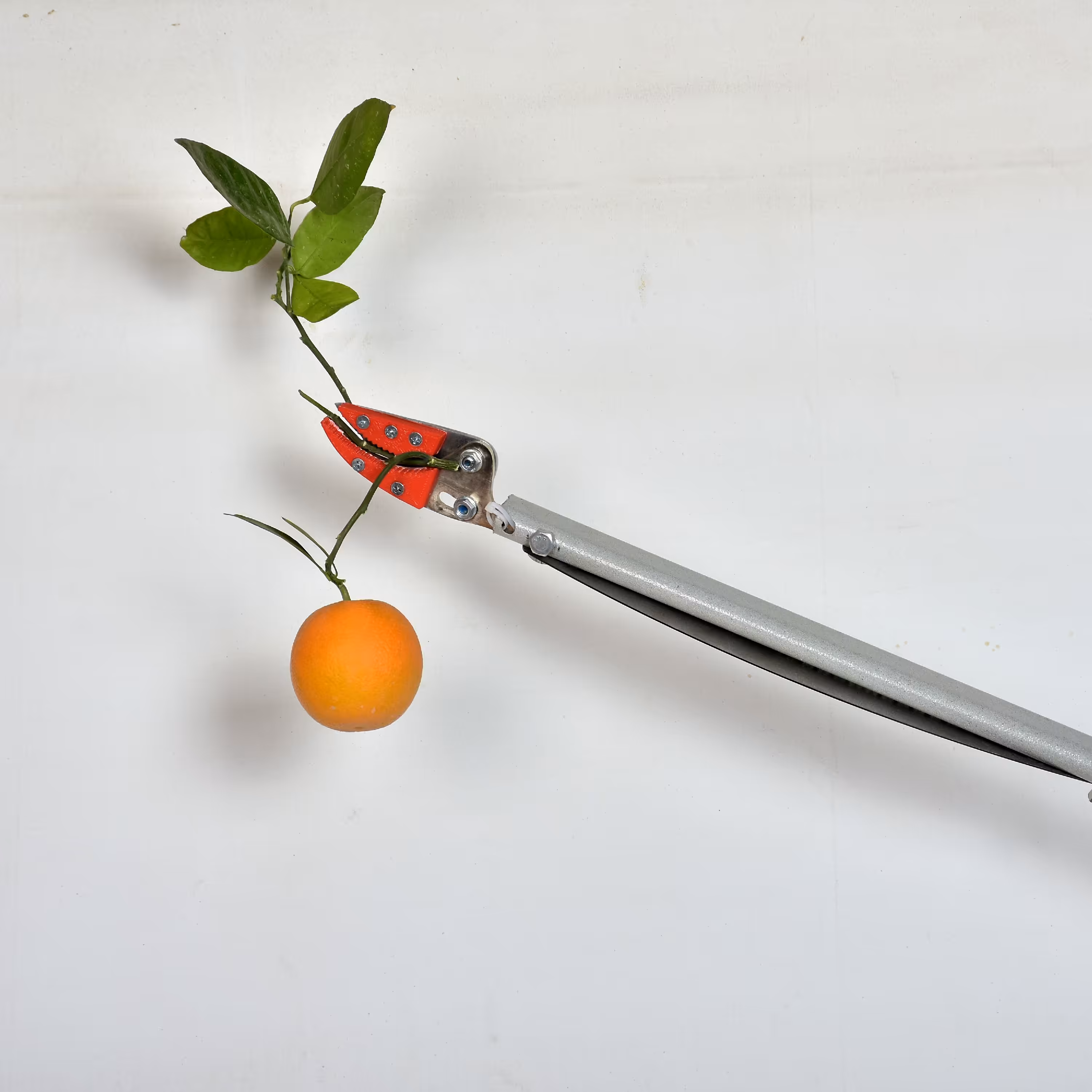 قیچی باغبانی (میوه چین) دسته بلند(دو متری) بدون اره شاخه بر (پس کرایه)