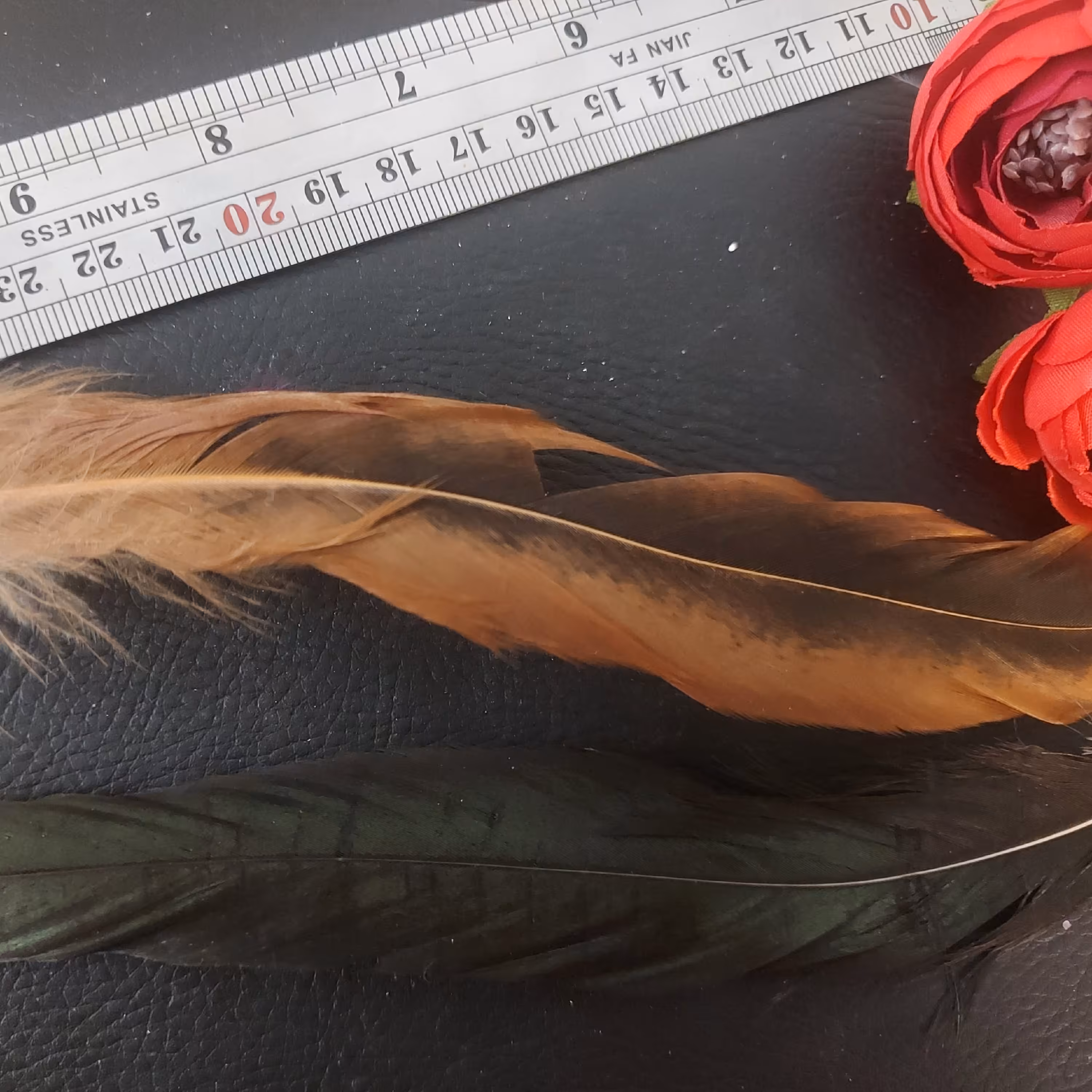 پر کبوتری بلند قهوه ای طبیعی تک عددی 