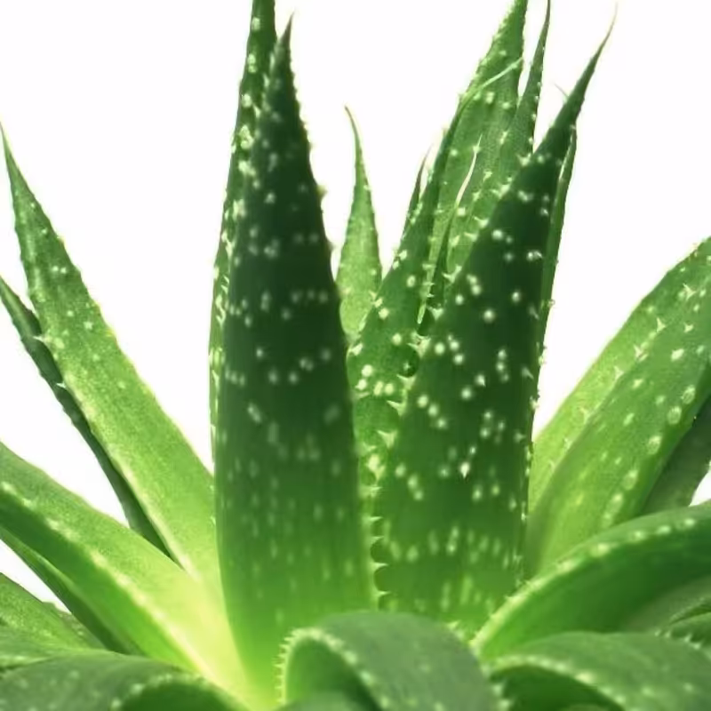 ژل زیبایی آلوئه ورا  صد درصد گیاهی