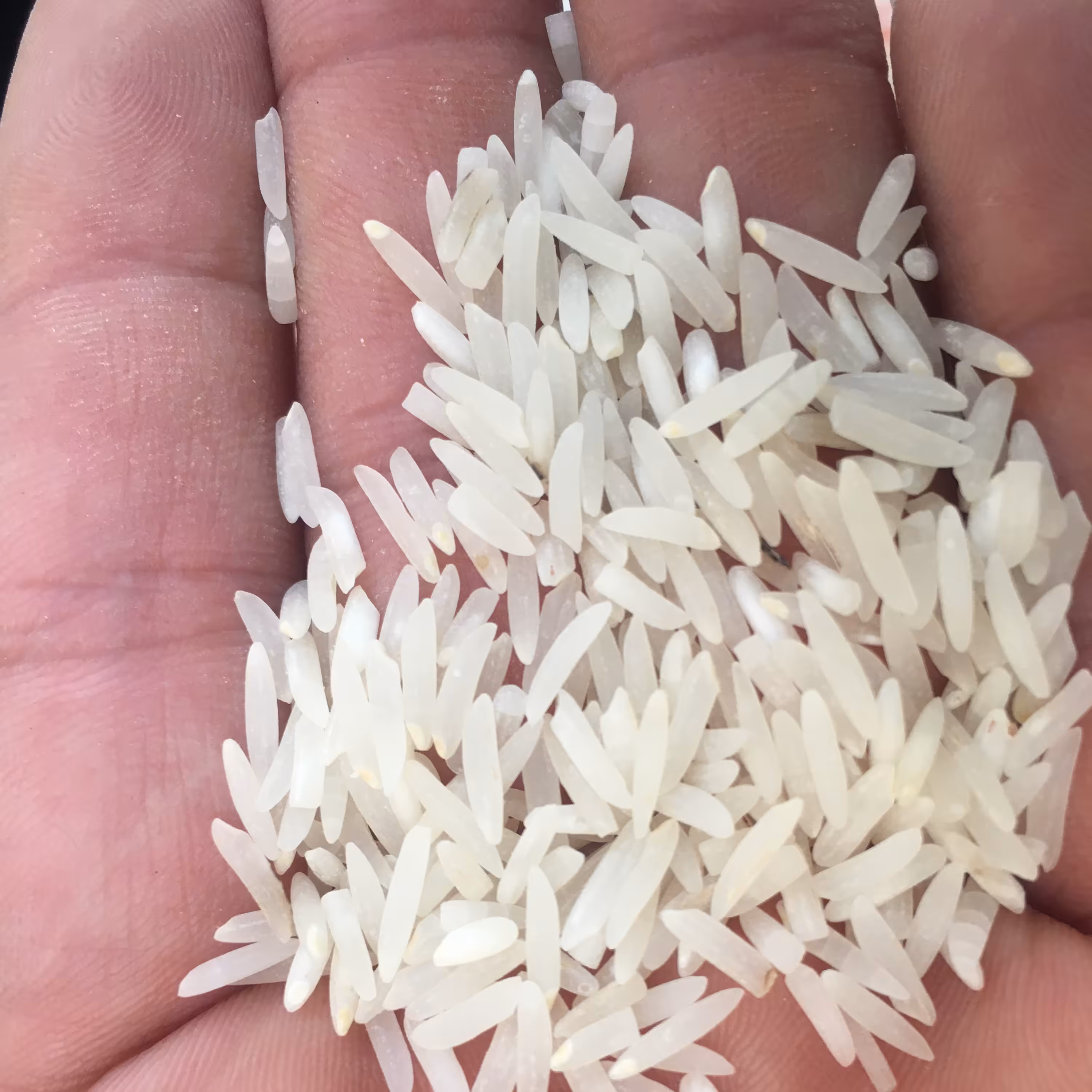 برنج طارم امرالهی درجه یک شمال وبوجاری شده -پس کرایه