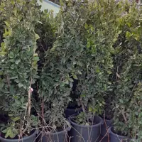 یاس هلندی
