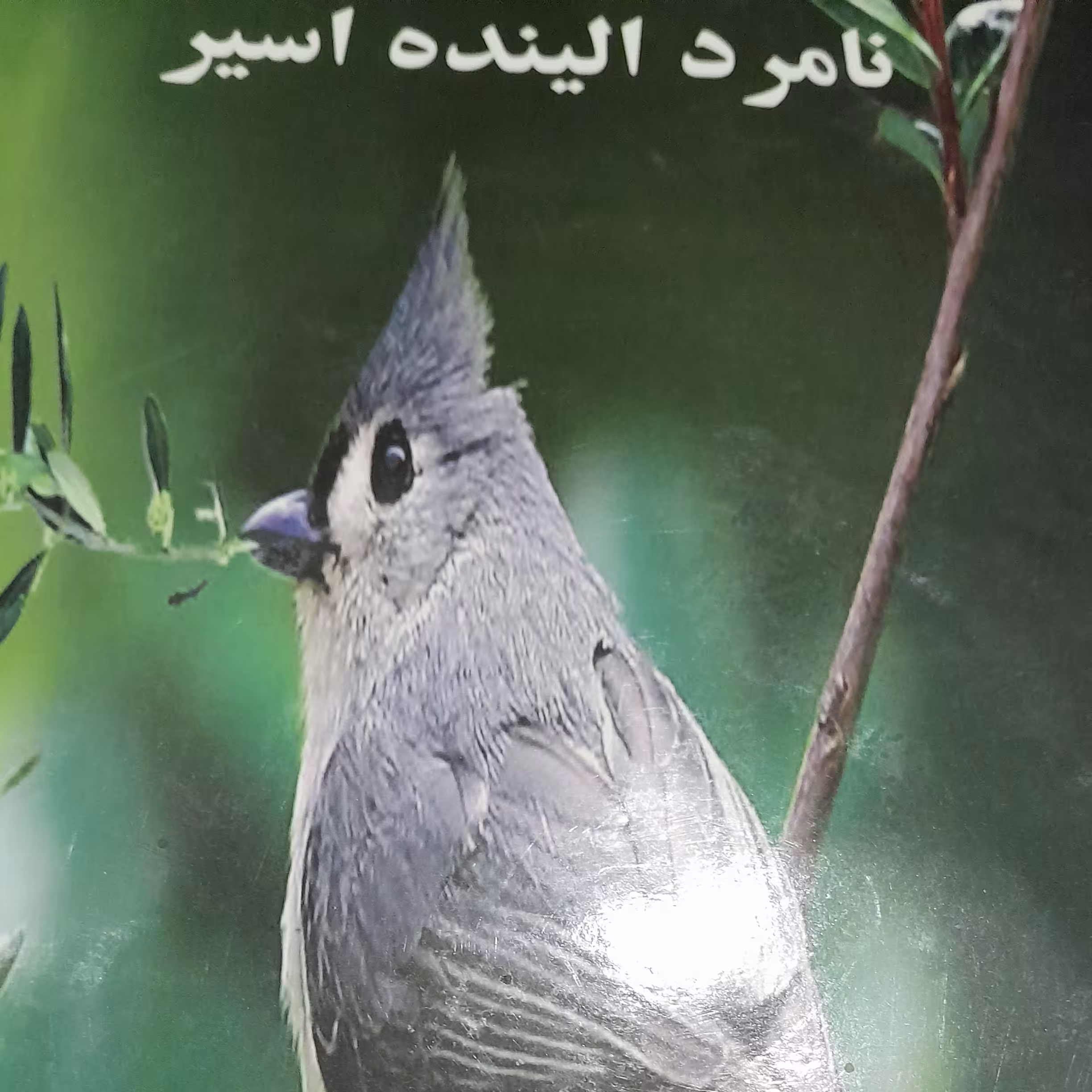 نامرد آینده اسیر.  کتاب اشعار مذهبی.              ارسال سفارش در همانروز با اسنپ پس کرایه 