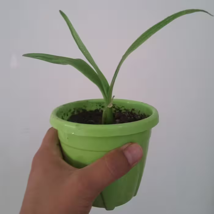 گل سوسن عنکبوتی